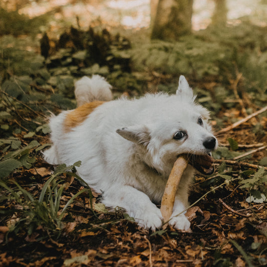 Quelles mastications et friandises hypoallergéniques pour chien sensible ?