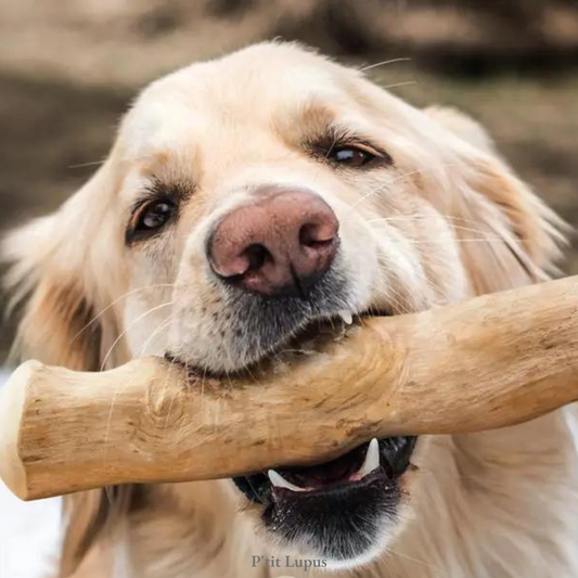 Quelles mastications choisir pour mon chien ?