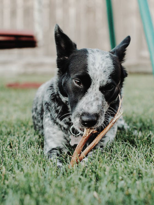 Les Bienfaits de la Mastication chez le Chien
