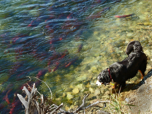 5 bienfaits de l'Huile de Saumon pour ton chien