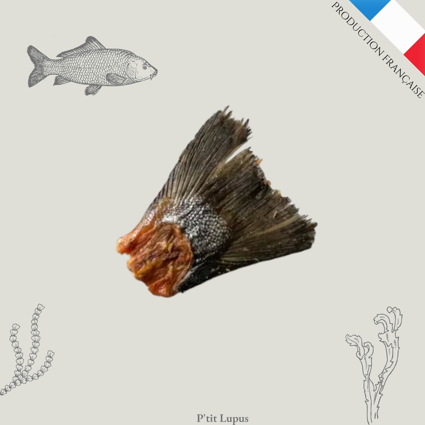 Queue de Carpe Séchée Française