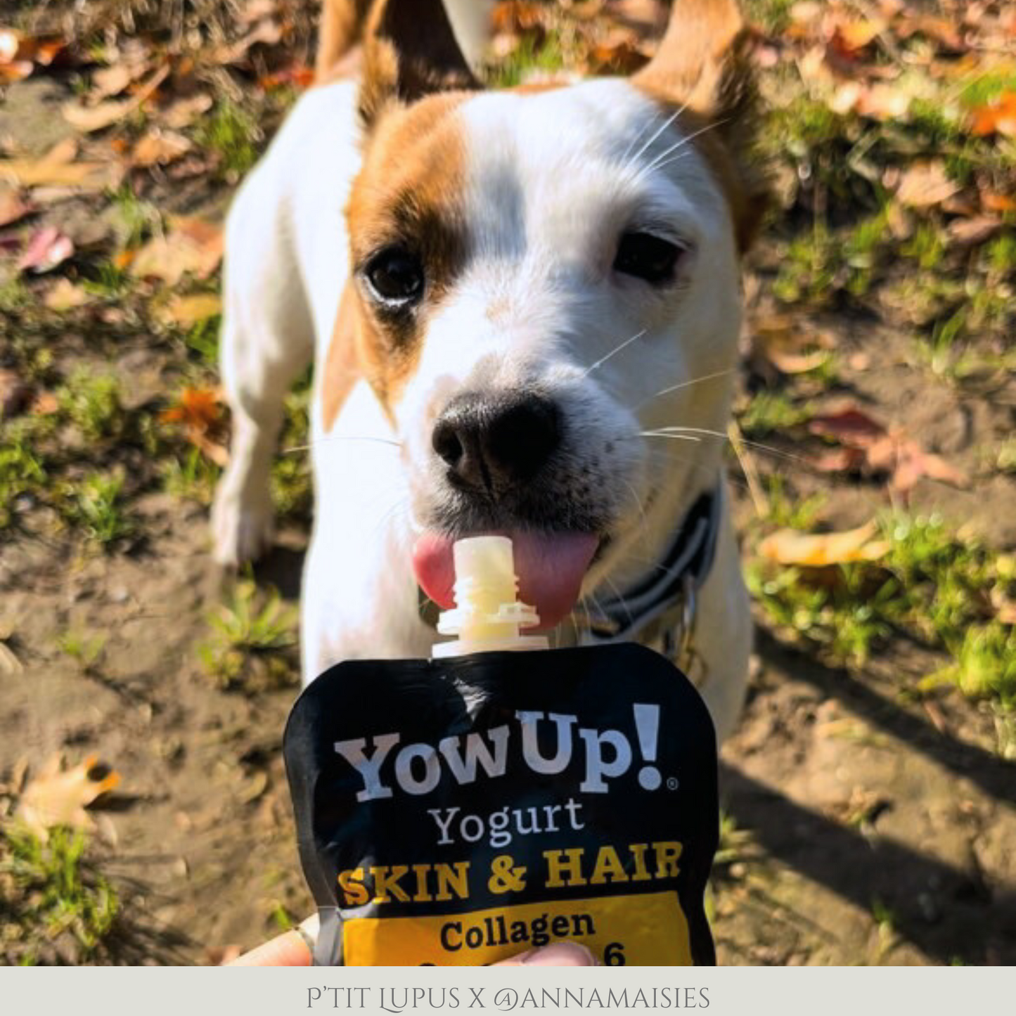 Yaourt pour chien saveur Saumon - Peau et Pelage - Gourde par Yow Up 115g
