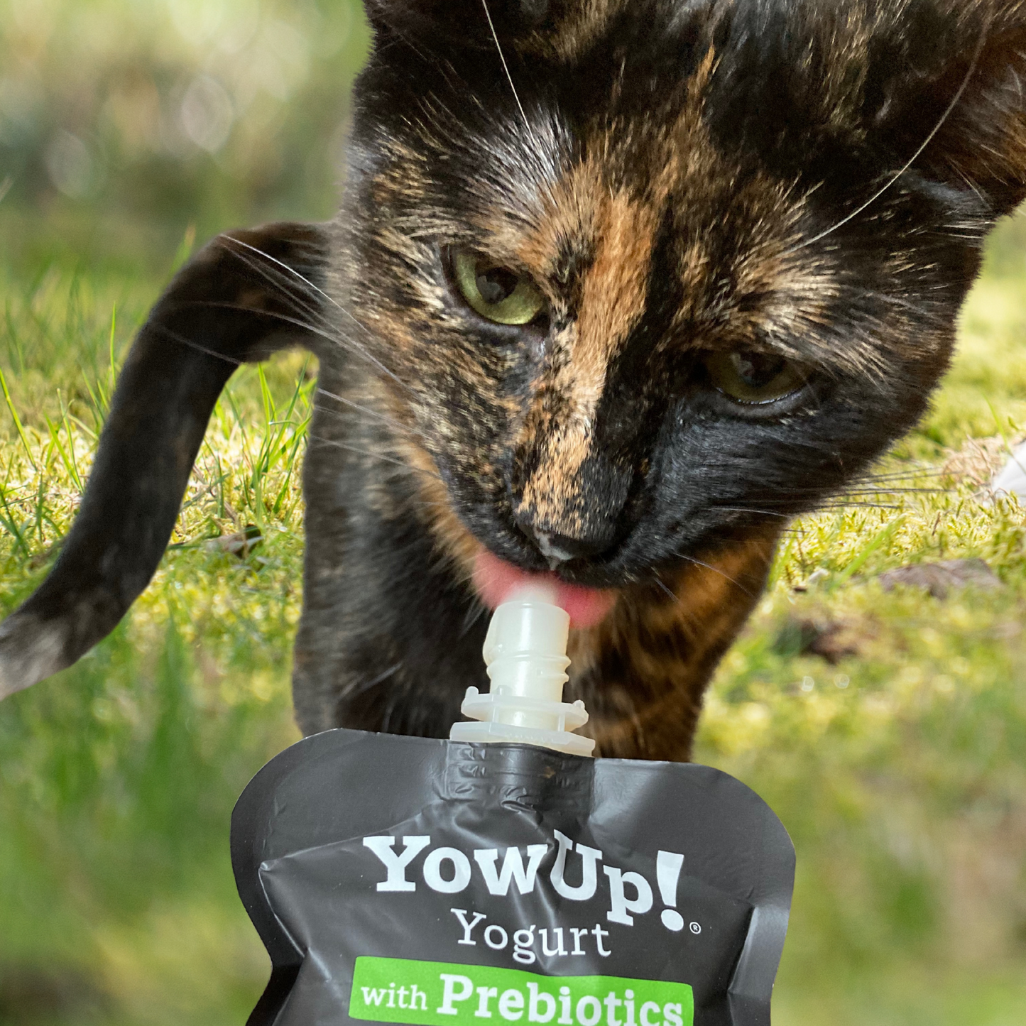 Yaourt pour chat sans lactose - enrichi en Prébiotiques - Gourde par Yow Up 85g