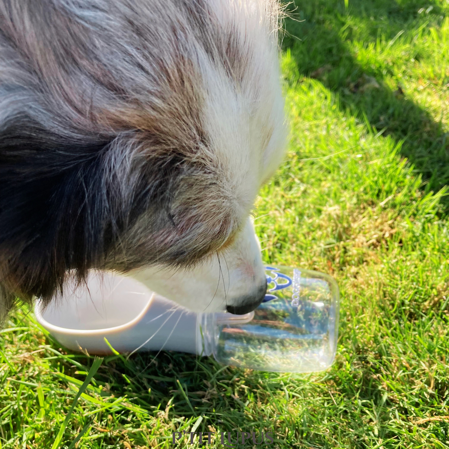 Gourde pour chien - 300ml