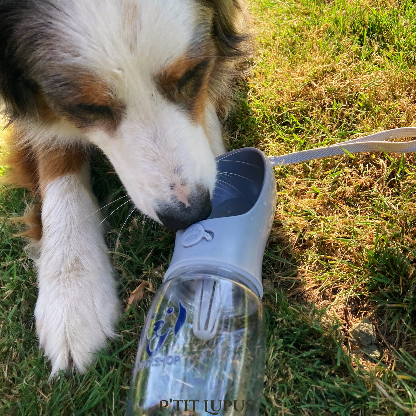 Gourde pour chien - 300ml