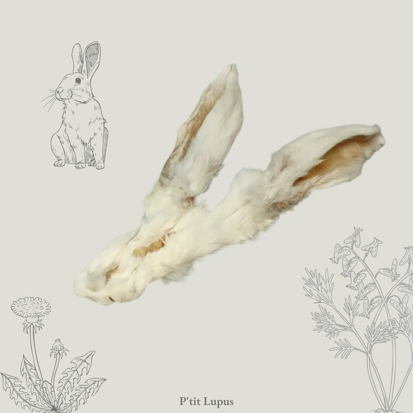 Oreille de Lapin avec poils
