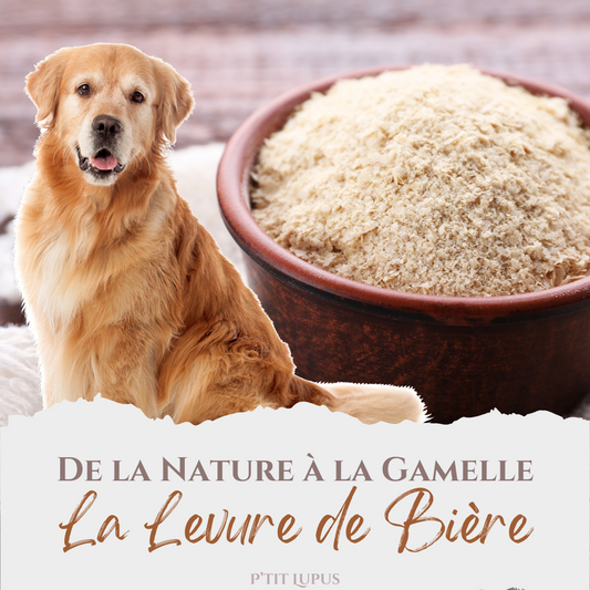 ✨ Les bienfaits de la levure de bière pour nos chiens 🐶