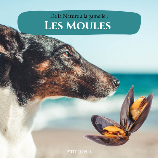 🐾 Les Bienfaits des Moules pour Nos Chiens 🦪🐕 🐾