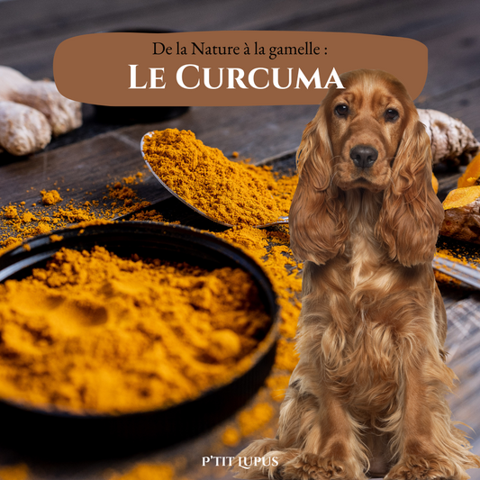 🧡 Le Curcuma : Un Super-Aliment pour ton Chien ✨ 🧡