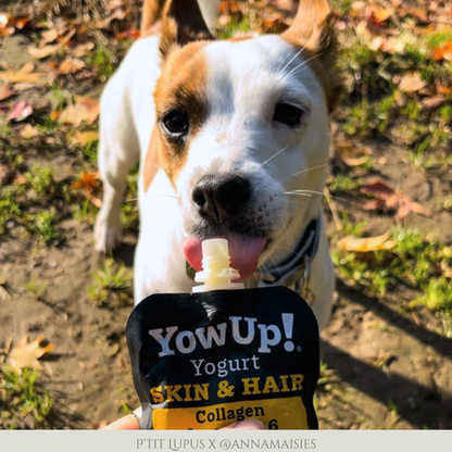 Yaourt pour chien saveur Saumon - Peau et Pelage - Gourde par Yow Up 115g