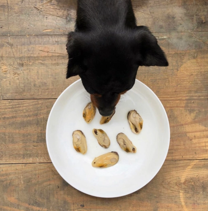 Moules aux Lèvres Vertes en Conserve Artisanale de 120g par Canumi