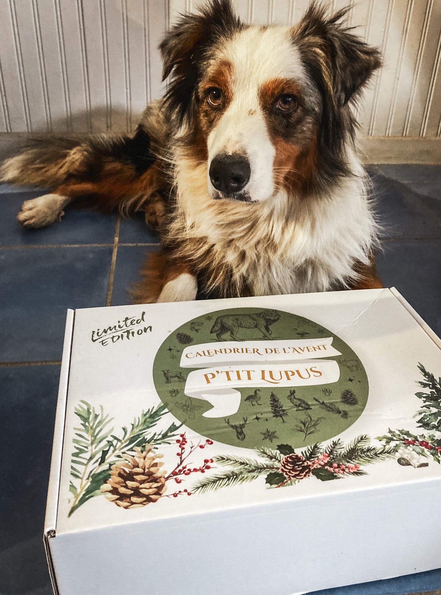 🎄 Calendrier de l’Avent pour Chien – Friandises et Mastications 100% Naturelles 🐾