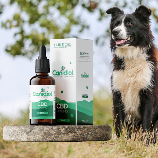 Huile de CBD pour chien - 20% - 10ml  – Spécialement formulée pour les chiens 🌿